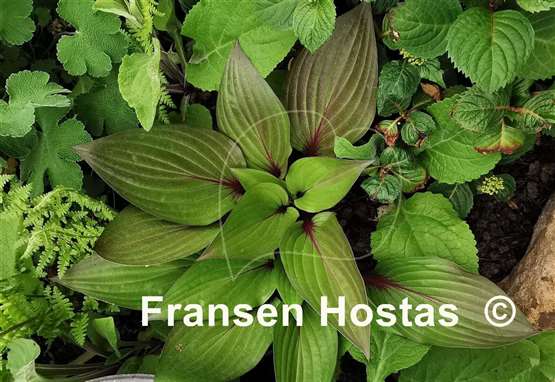 Hosta First Blush